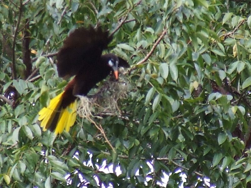 [Oropendolas_08-02-29_027_web.JPG]