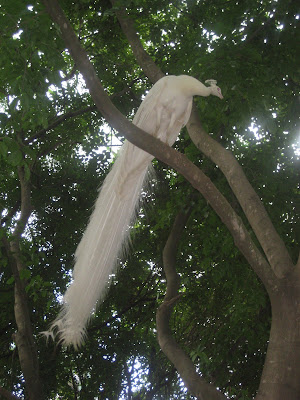 WhitePeacock.JPG, Mysore