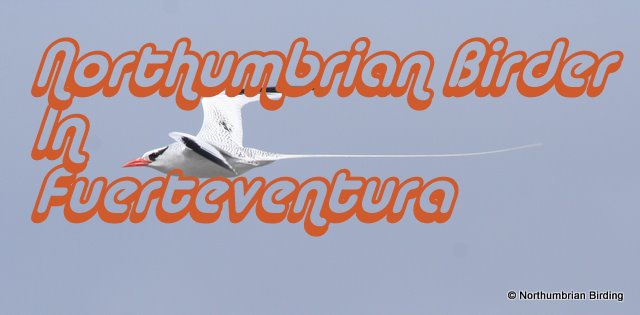 Northumbrian Birder In Fuerteventura