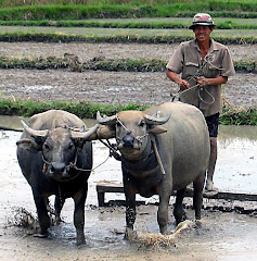 Rice farmer, Vietnam 2008