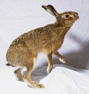 5_Hispid_hare.JPG