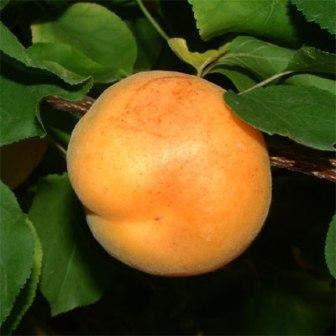 melocotón.jpg