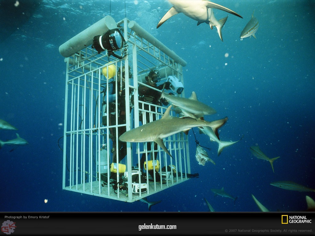 [reef-sharks-and-cage-516496-lw.jpg]