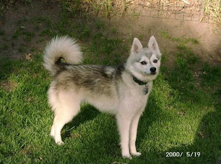 Alaskan%2BKlee%2BKai.jpg