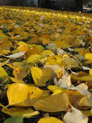 Miss Meisters mat med mera...: november 2009