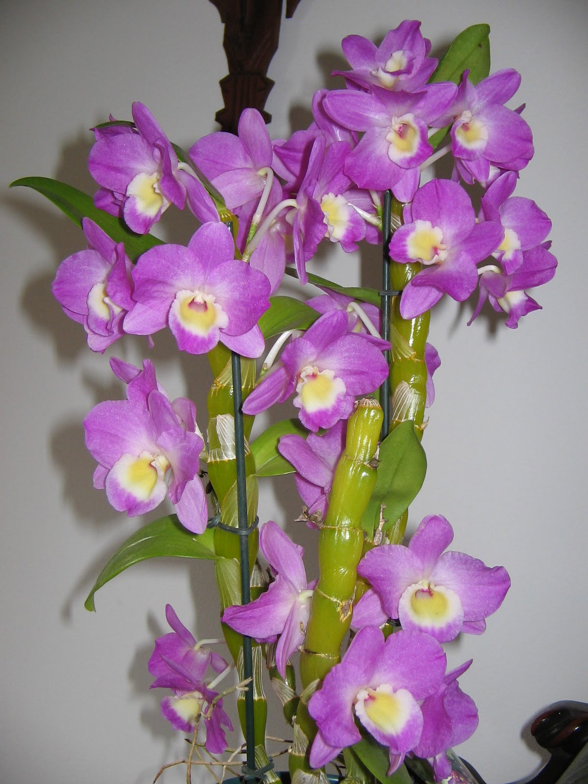 O dia-a-dia do sítio: Orquídeas e bromélias