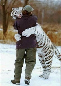 [Abraço+do+amigo+Tigre.jpg]