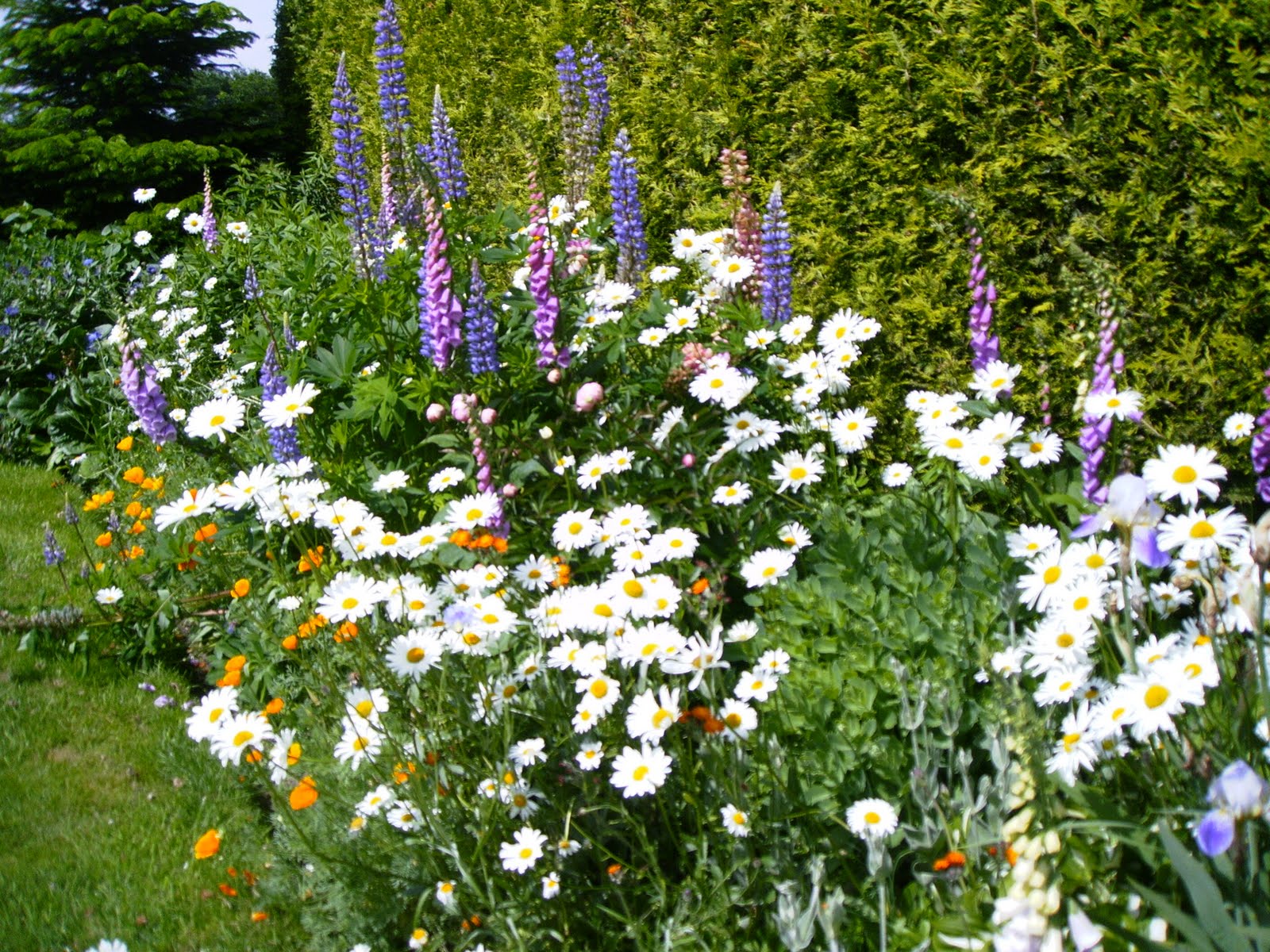 fehnteddy Mein blühender Garten