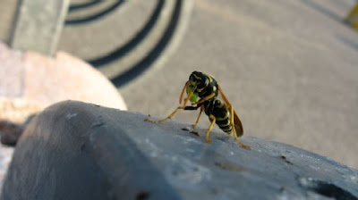 Image of a hornet