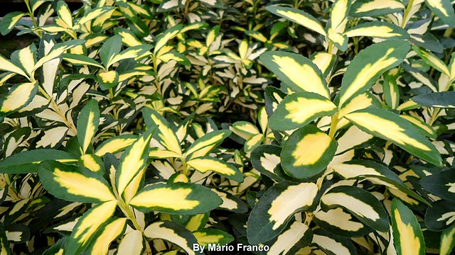 Meu Cantinho Verde: IVONE ( Euonymus japonica )