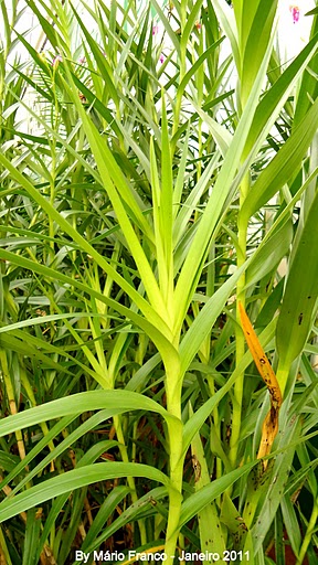 Meu Cantinho Verde: ORQUÍDEA-BAMBU ( Arundina bambusifolia )