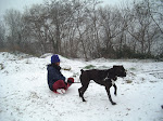 Baika en chien de traineau