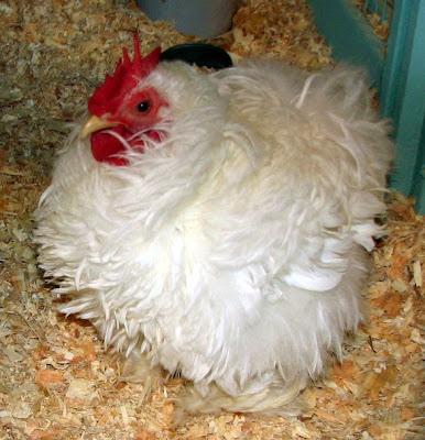 frizzle chicken