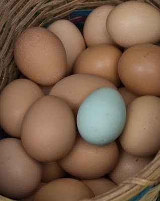 araucana chicken eggs