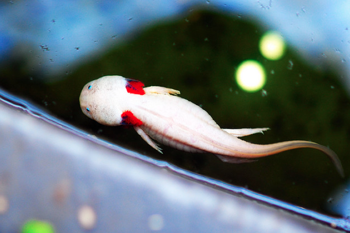 일명 우파루파, 꽤 귀여운데도 끔찍한 생물체 8위로 뽑힌 아이.. 진짜 이름 | 인스티즈