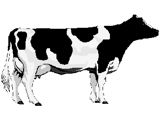 [VACA20bn20grande.gif]