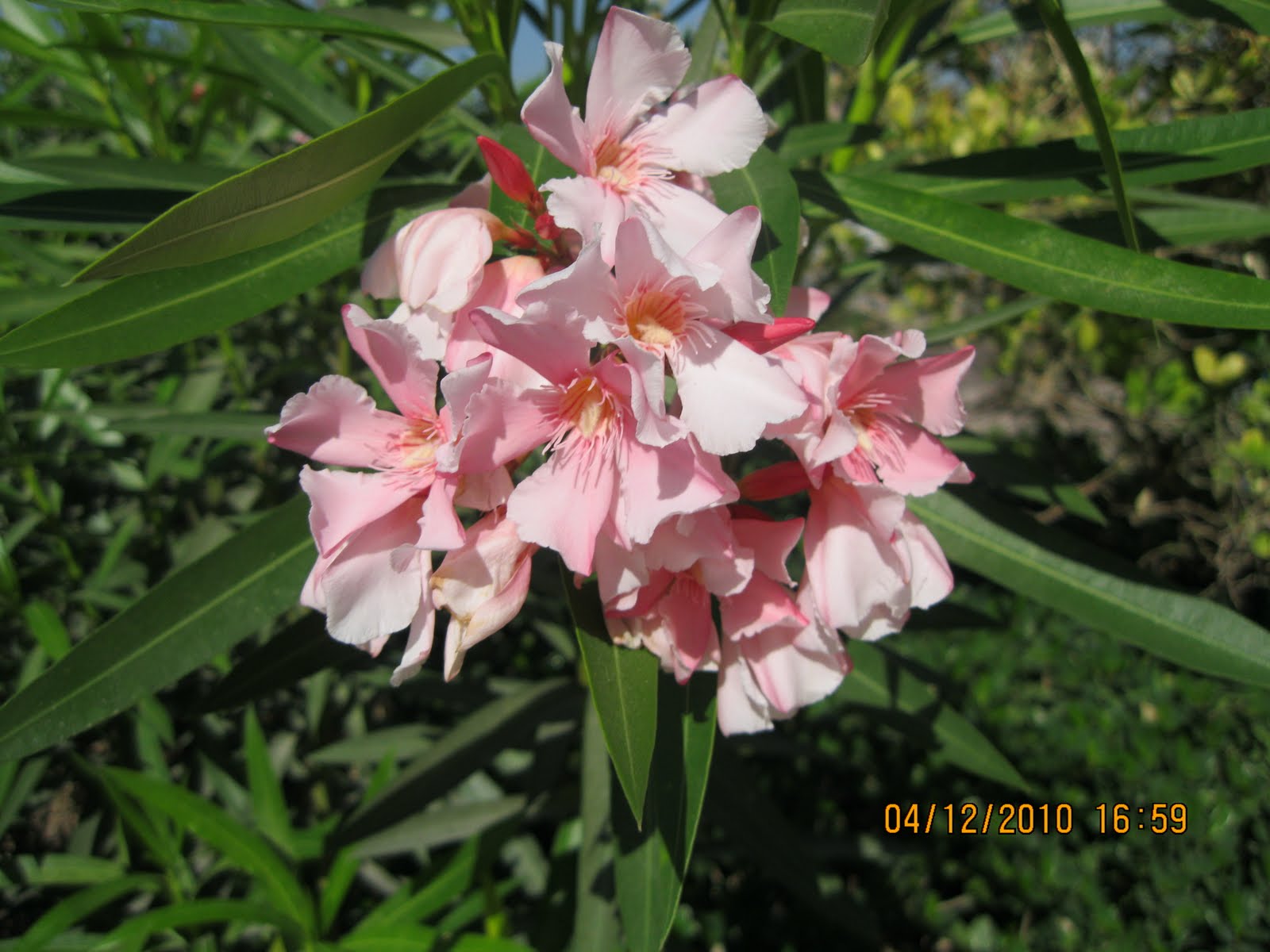 Lucie Dubai desert adventure Flowers and plants, they all survive with