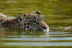 Pico swimming