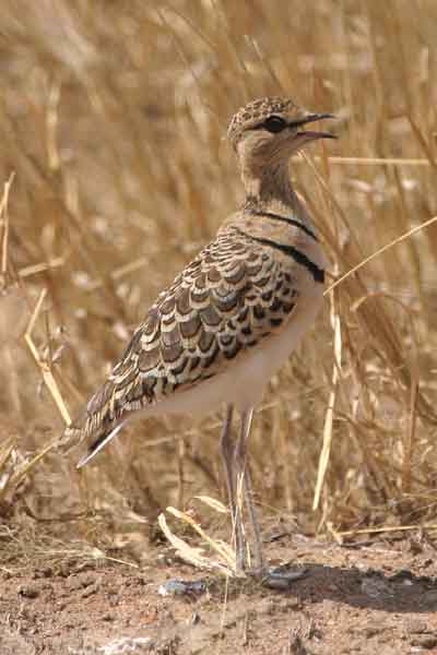 [IMG_3587-Two-banded-Courser.jpg]