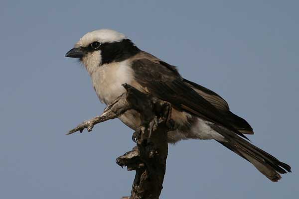 [IMG_3399-Northern-White-cro.jpg]