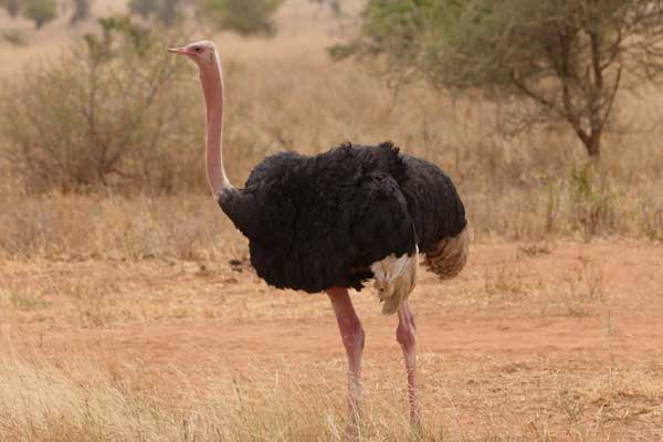 [IMG_3323-Ostrich.jpg]