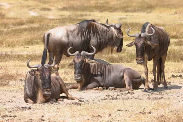 [IMG_4349-Wildebeest.jpg]