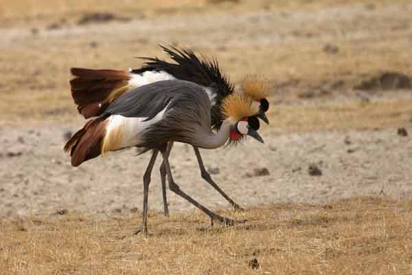 [IMG_4307-Grey-Crowned-Crane.jpg]