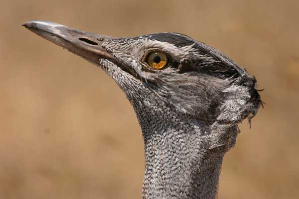 [IMG_4521-Kori-Bustard.jpg]