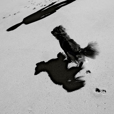 ombre, chien, maître, homme, dog and master, plage, photo © dominique houcmant