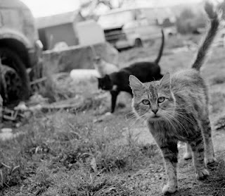 feral cats are part of nature, they are wild animals today