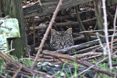 tabby tom cat tries to take a nap in the brush feral photo