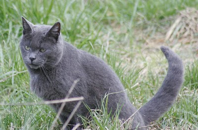 photo of feral Gray Cat, a russian blue type, sitting in grass