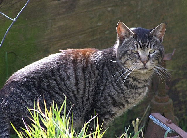 The feral tabby cat called Suspicious Cat