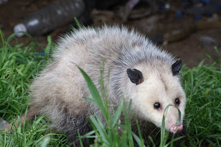 A possum visits a feeding station
