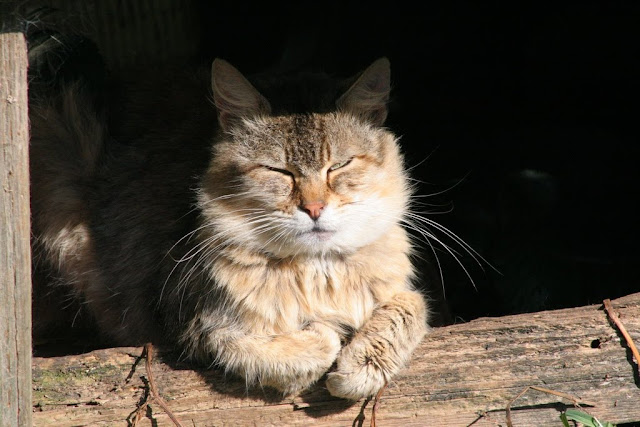 Brown long haired tabby cat, feral moggie napping