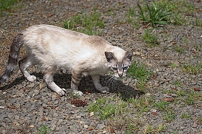 Fran, former feral kitten, Siamese friendly cat
