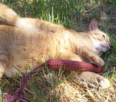 Chubby Gadget the fearless feral cat wrestles with a home made cat toy, donated to the cause