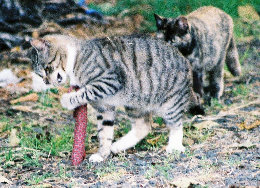 How to catch a stray cat image