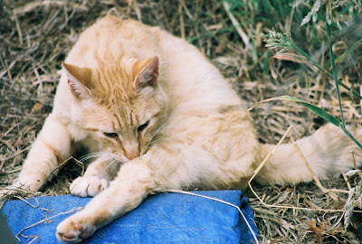 Orange Midtail Cat taking a bath