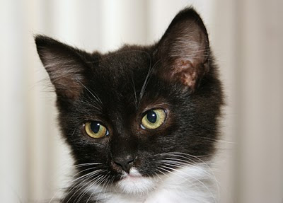 portrait of a tuxedo feral kitten