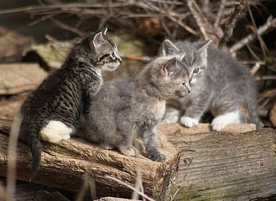 3 feral kittens including a tabby and a muted calico or muted tortie