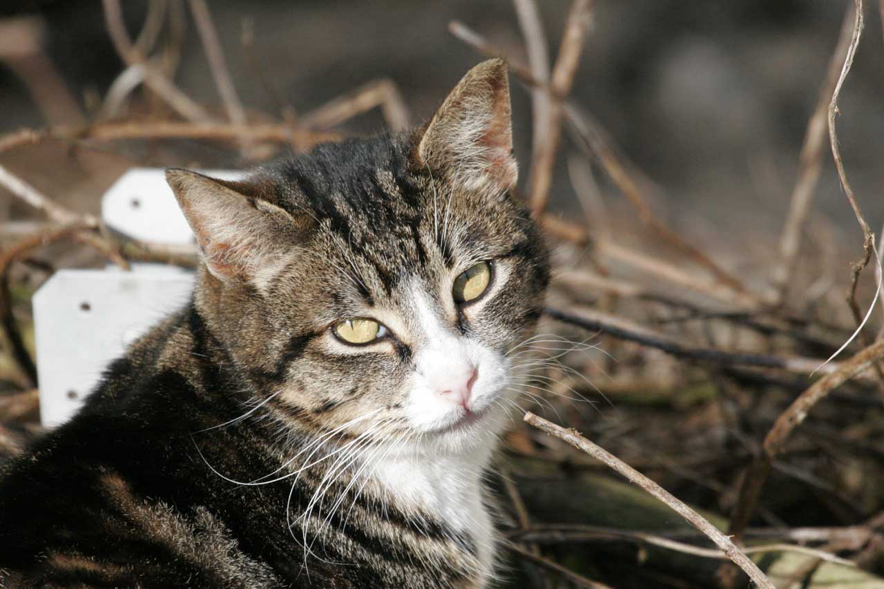 Handsome Tabby Tux Feral
