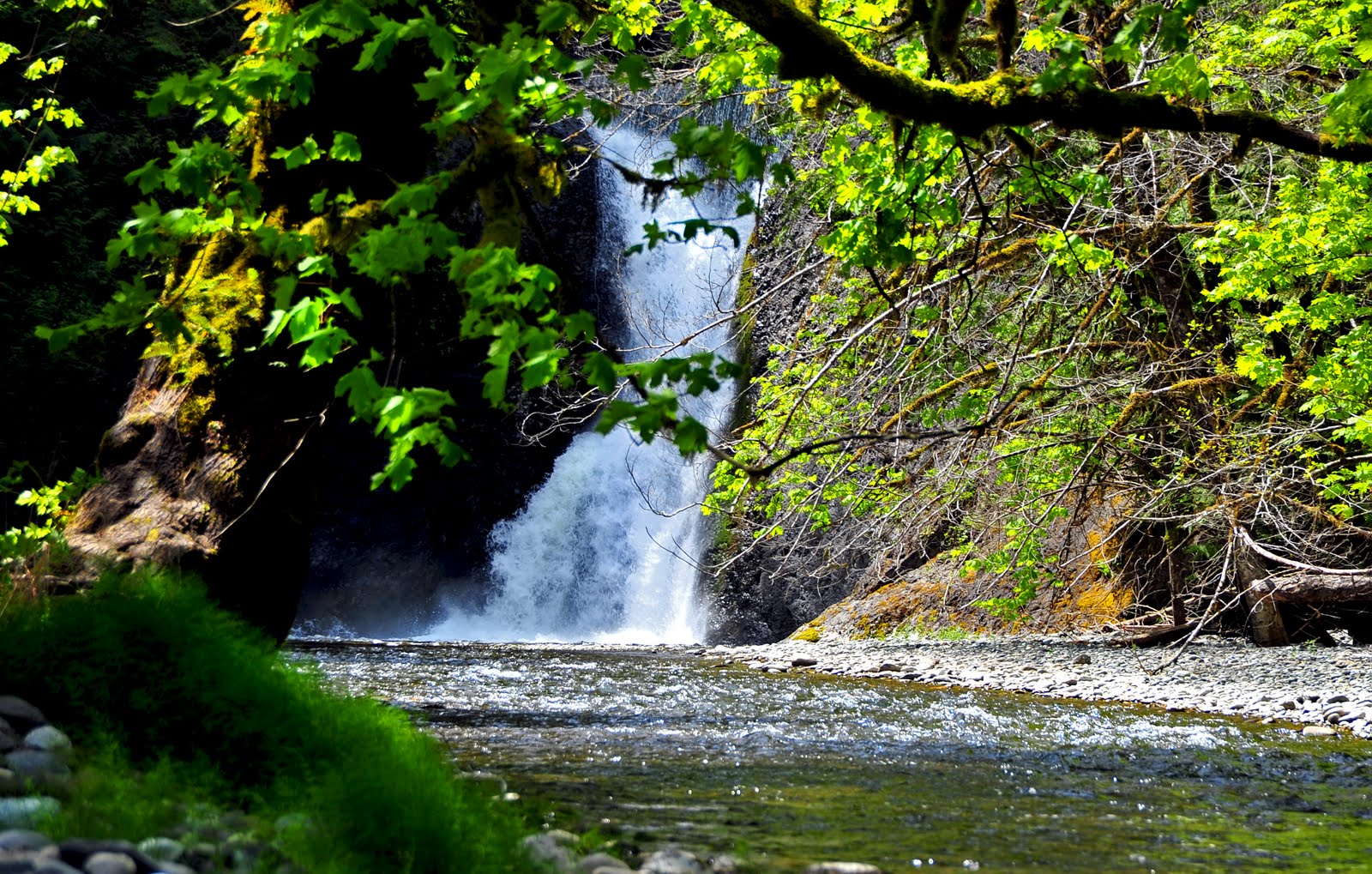 Following the Birds Secret Waters at Lilliwaup, WA by Deby Dixon