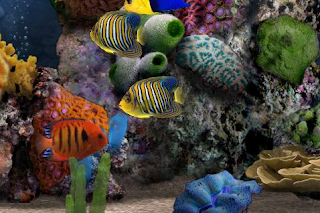 fish tank with tropical bright colour fish and rocks in this aquarium scene
