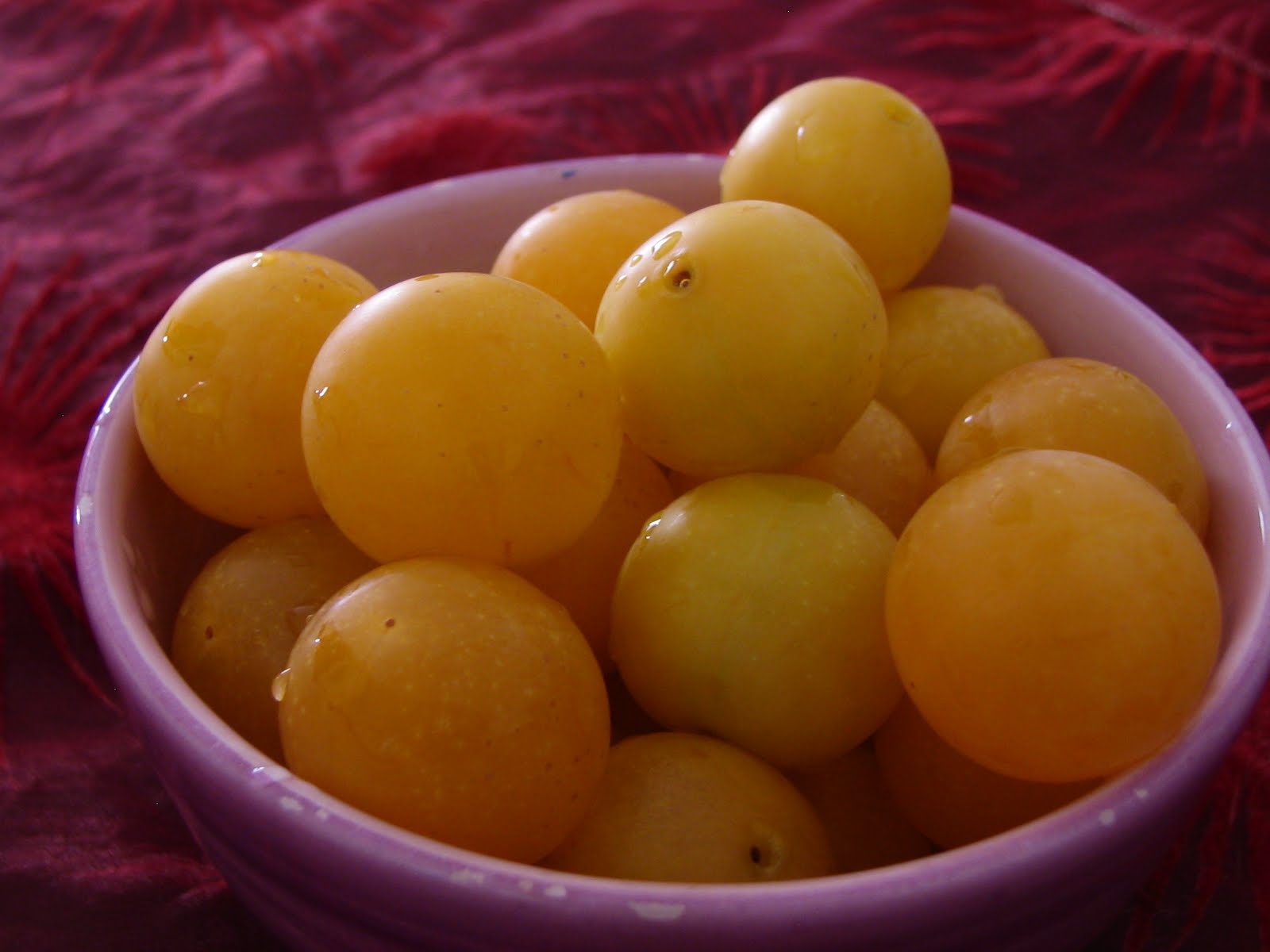 Kedi Süpürgesi Temmuz 2010