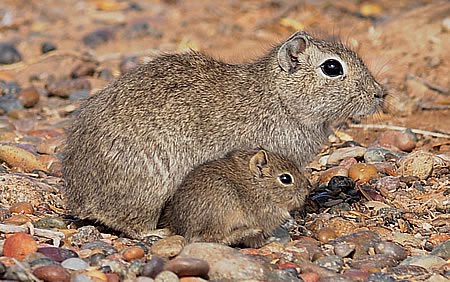 Southern Mountain Cavy – The Rodent from El Doradillo