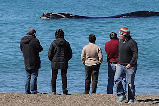 El Doradillo, Avistaje de ballenas, patagonia argentina