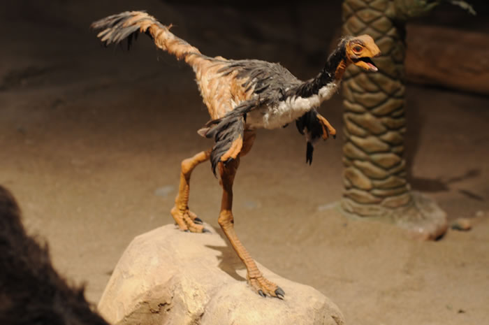 MEF - Museo Paleontológico Egidio Feruglio en Trelew MEF - Museo Paleontológico Egidio Feruglio en Trelew