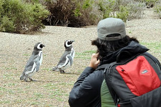 Fotografiando Pingüinos en la Estancia San Lorenzo