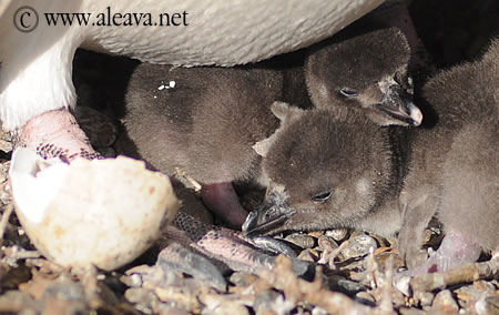 Ya nacieron 400.000 Pingüinos en Punta Tombo - Nota en el Diario Clarín